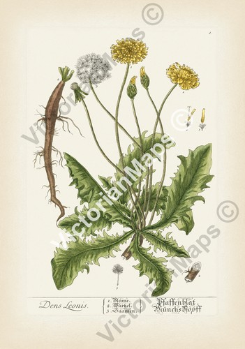 Dandelion antique botanical