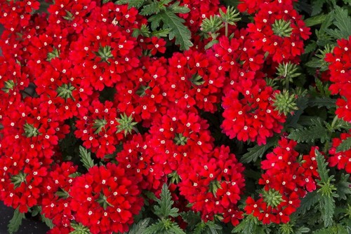 Verbena trailing enchantment - trailing,