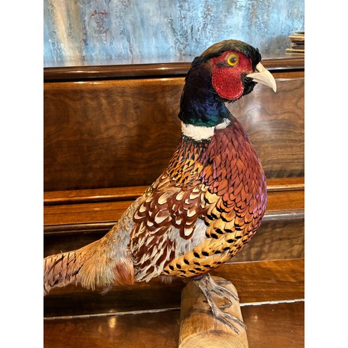 Vintage ring neck pheasant - ring,