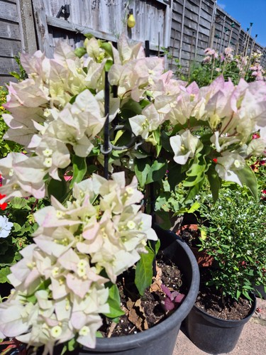 Bougainvillea sunstone white - sunstone,