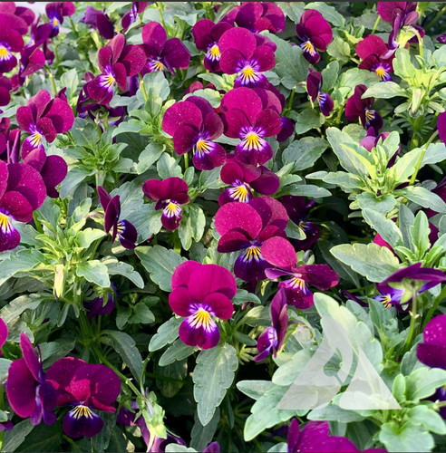 Viola king henry perennial - henry,