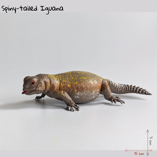 Aaa lizards spiny tailed - lizards,, spiny-tailed
