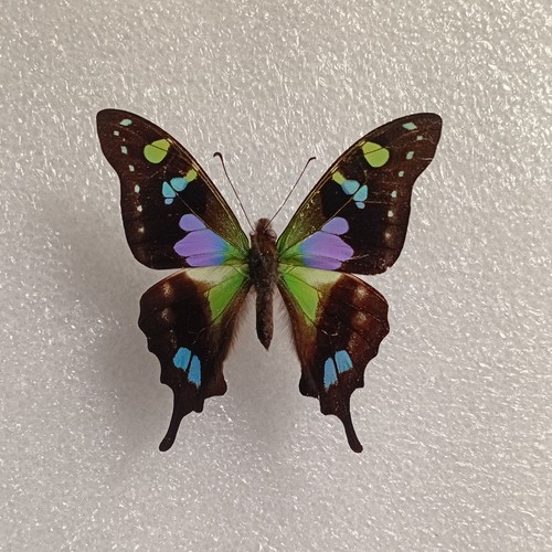 Purple spotted swallowtail - purple,