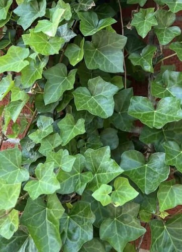 Hedera helix english ivy - x,