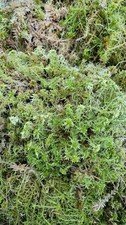 Sphagnum moss live - sphagnum, 1l