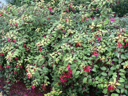 Fuchsia shrub plant 3 - fuchsia,