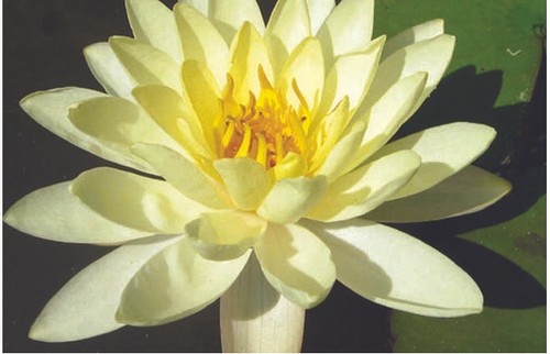 Moorei water lily pond - lily,