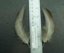 One Pair ~4.5" Farm Raised Extra Select Bronze Mallard Flanks Lot-SF 173