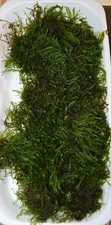 Loose java moss live - live,