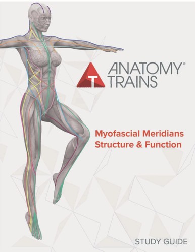 Anatomy trains myofascial - anatomy,