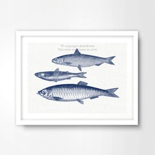 THREE FISHES ILLUSTRATION