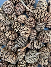 25 x Giant Sequoia Redwood Natural Pine Cones Craft Christmas Decorations in VGC