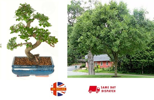 Chinese elm bonsai seeds - |, 30+