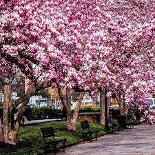 Magnolia Tree Plant LARGE Pink