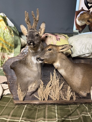 Taxidermy unusual mount of - taxidermy,,