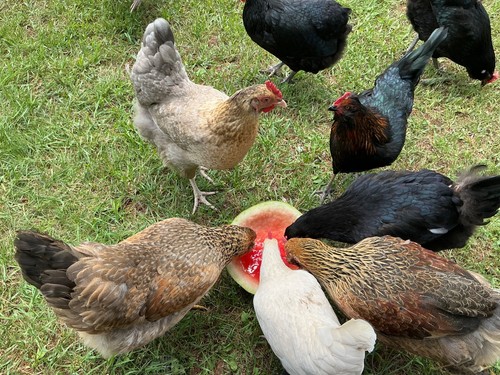 Chicken hatching eggs - chicken,