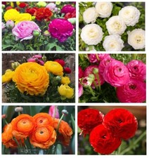 100 Ranunculus Asiaticus MIX MEGA PACK Summer Flowering Garden Bulbs Flower Corm