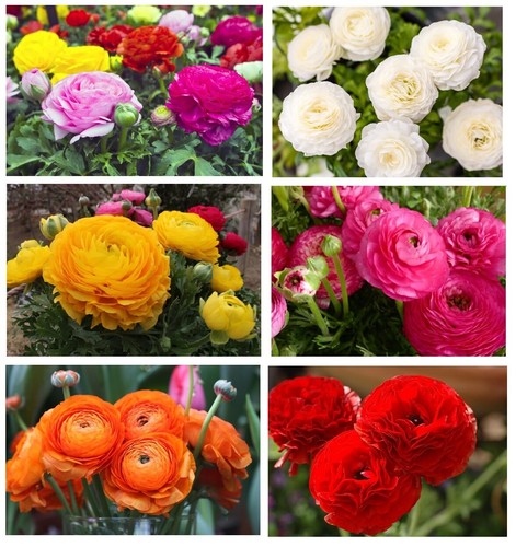 100 ranunculus asiaticus mix - asiaticus,