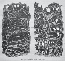 The Insect World A SECTION OF AN ANT'S NEST Original Figuier Print c1872