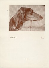 SALUKI OLD VINTAGE 1934 NAMED DOG SEPIA PRINT PAGE