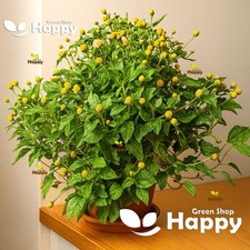 Toothache Plant - 400 SEEDS -