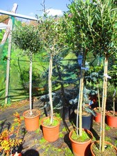 5ft inc. pot  Hardy Olive Tree