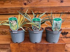 3 Mixed Hardy Yucca Trees in