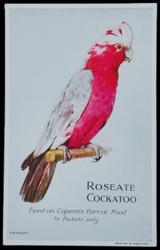 Trade card caperns bird - trade,
