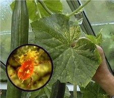 Red spider mite slow release - red,