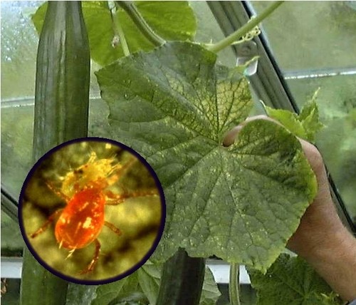 Red spider mite slow release - red,