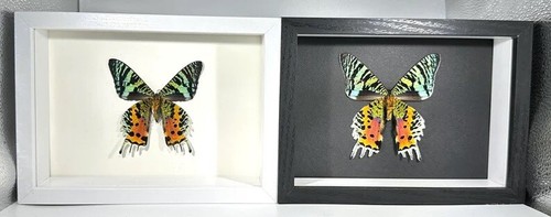 Sunset moth urania - sunset,