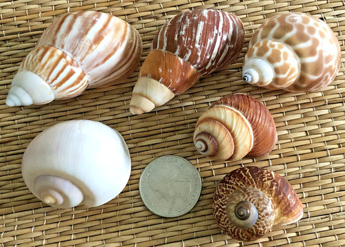 Small medium assorted - small,