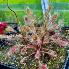 Carnivorous Drosera curvipes