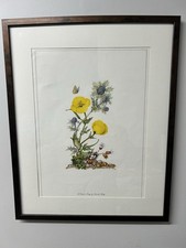 Set of 4 Framed Botanical