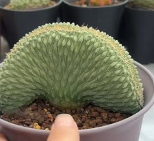 Rare Cacri Strombocactus