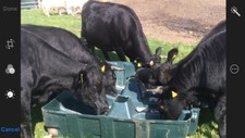 Livestock Field Trough, Feed Trough, Cattle, Sheep, Pigs, Goats.
