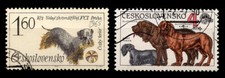 CESKY TERRIER CZECHOSLOVAKIA