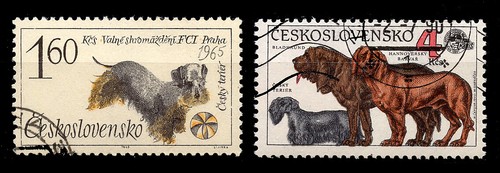Cesky terrier czechoslovakia - cesky,