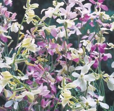 6 Stock Night Scented