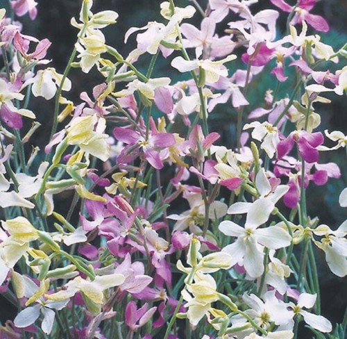 Stock night scented - night,