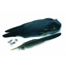 Crow Wings, Fly Tying