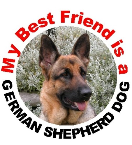 German shepherd dog - shepherd, mbf