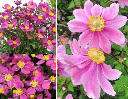 Japanese anemone red riding - anemone,