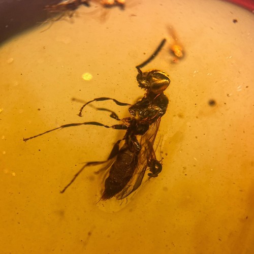 Wasp burmese burmite - wasp, /