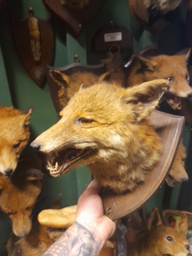 Taxidermy fox mask - mask, head