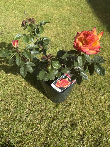Floribunda rose plant 5 - rose,