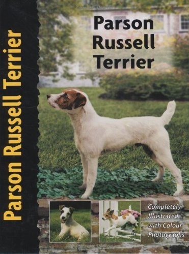 Parson russell terrier pet - russell,