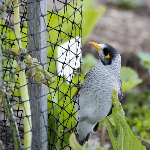 Bird netting 25m heavy - uk, 5-25m