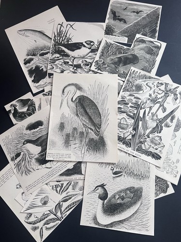 Vintage animals birds wildlife - animals,