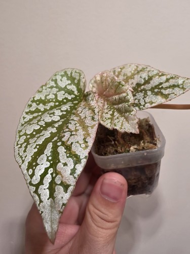 Begonia snow capped - begonia,
